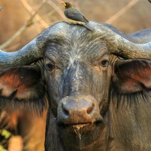 Cape to Kruger, RSA, 10 days