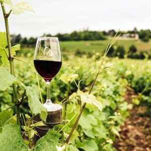 Wine Tour, Stellenbosch, 6 days